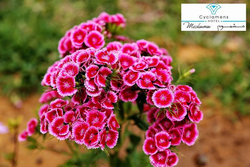 Cyclamens Mechmoum Hotel And Spa Hammamet Exterior foto